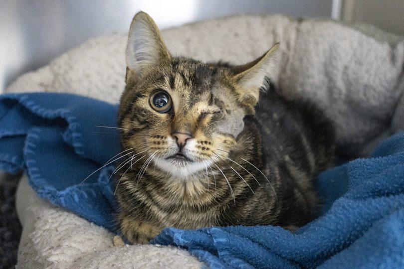 Fergus the kitten recovering from pellet wound injuries