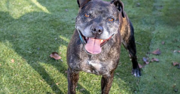 RSPCA’s Pets of the Week – Chakra, Aura and Gus