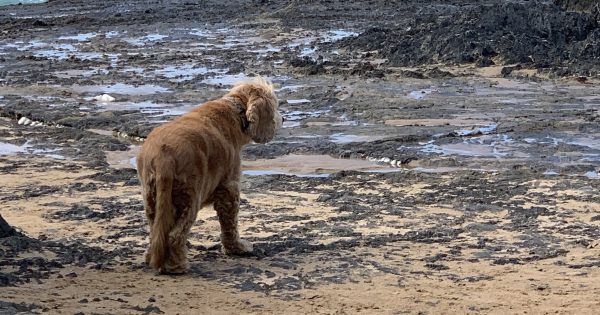 Beaches are for everyman, but maybe not every man and their dog