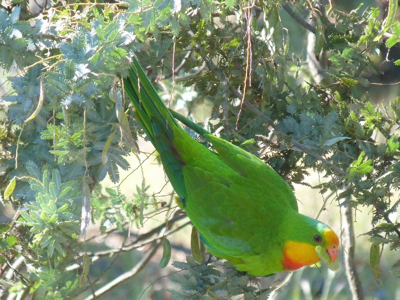 Green superb parrot in tree
