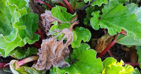 Notes from the kitchen garden: cold climate veggies for early winter