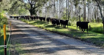 Braidwood couple relocates cattle lost (and then found) in major flood