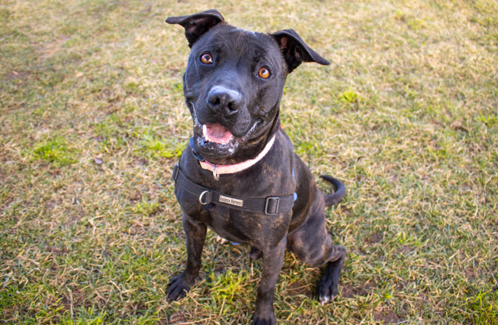 RSPCA’s Pets of the Week – Keely and Samson | Riotact