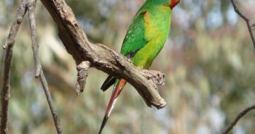 A tale of autumn in Canberra and two parrots: the swift and the superb