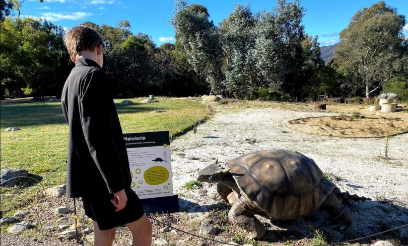 Boy looking at giant horned turtle exhibit at Australian National Botanic Gardens