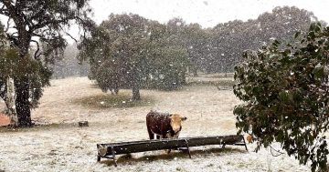 Region receives solid snowfall but Canberrans kept waiting