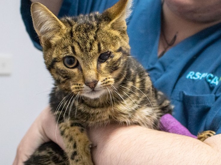 Injured kitten Fergus