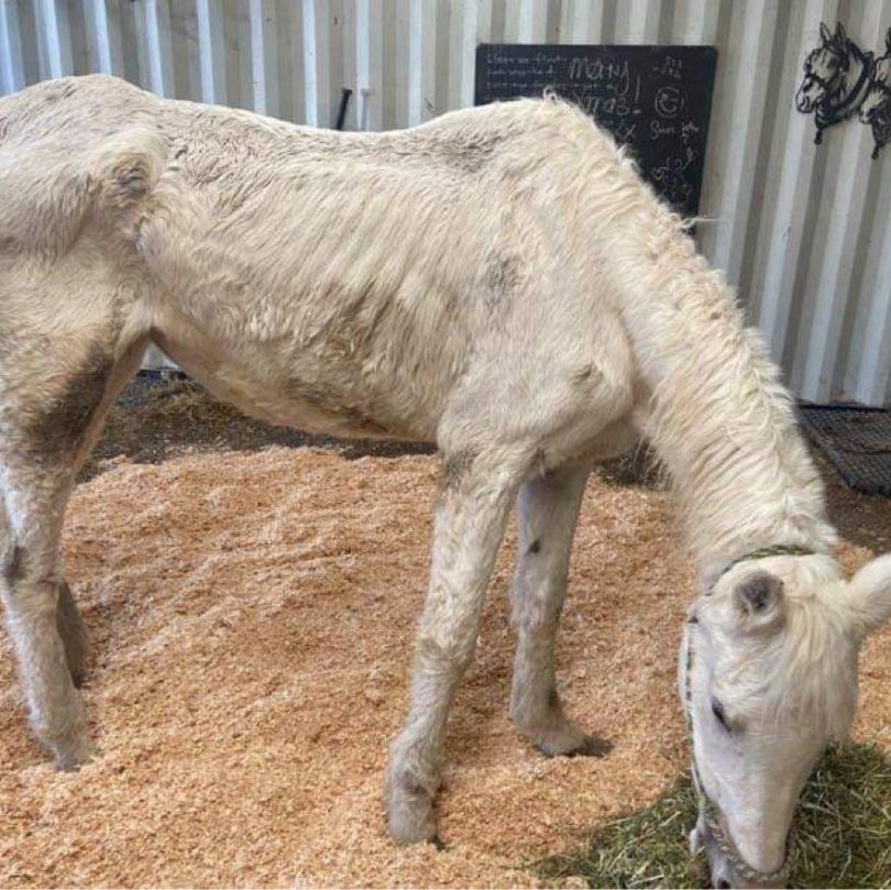 Emaciated horse