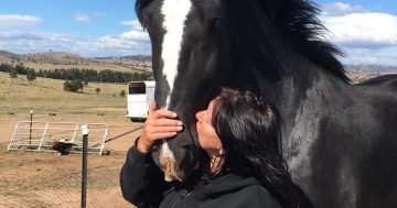 Starving horse rescue tip of the iceberg for Heavy Horse Heaven