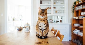 Queanbeyan council flags cat containment policy for all new developments