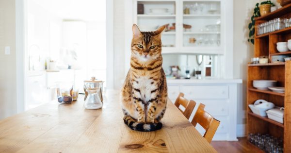 Queanbeyan council flags cat containment policy for all new developments