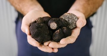 The truffle festival has begun ... and a celebration of wine's not far behind