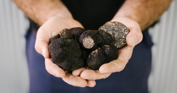 The truffle festival has begun ... and a celebration of wine's not far behind