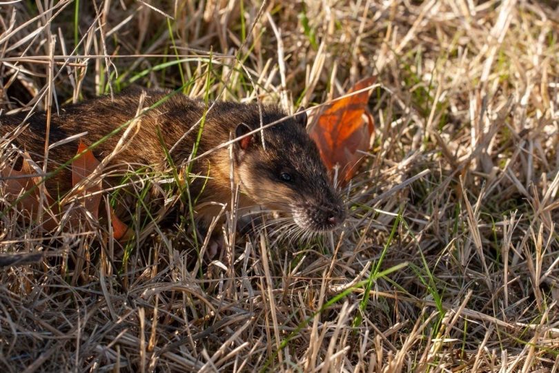 Pansto the rakali in long grass