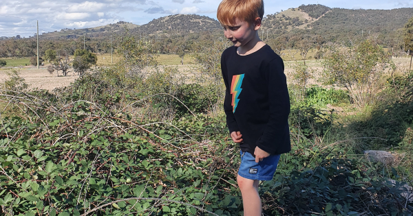 The secret life of Canberra's urban foragers