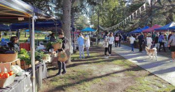 Haig Park celebrates 101 years as Braddon's ... windbreak?