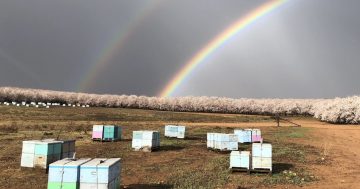 Long road ahead for honey bees and their keepers