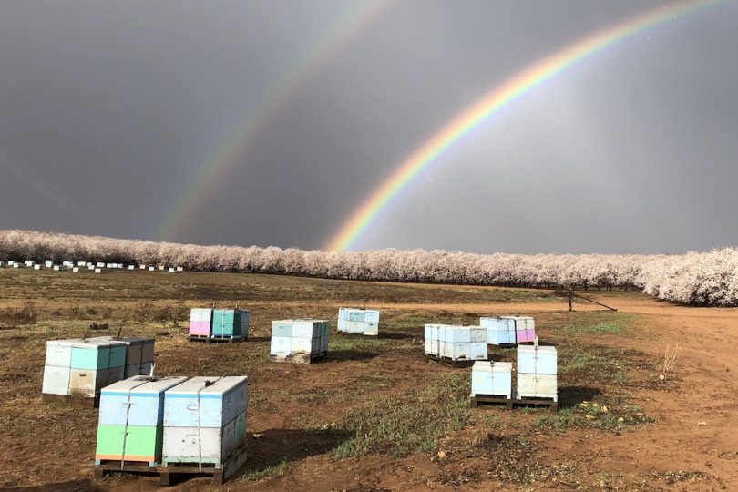 Beehives at Belvedere Almond Farm
