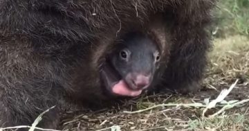 Watch: Rescued wombat Valencia shows off her joey to the world