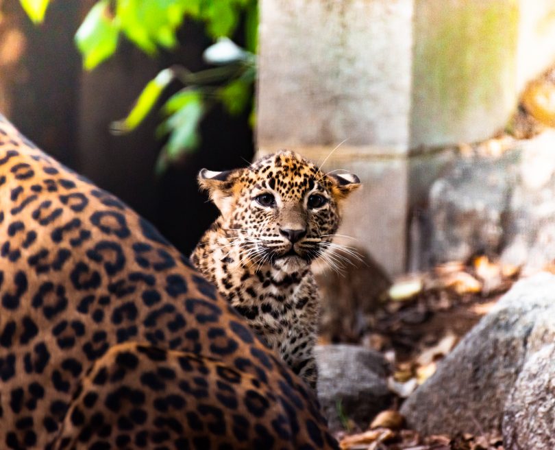 Sri Lankan leopard cub at National Zoo and Aquarium