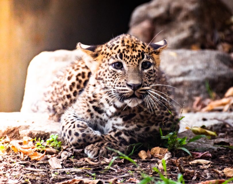 National Zoo leopard