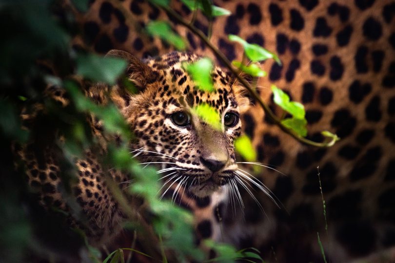 Sri Lankan leopard cub at National Zoo and Aquarium