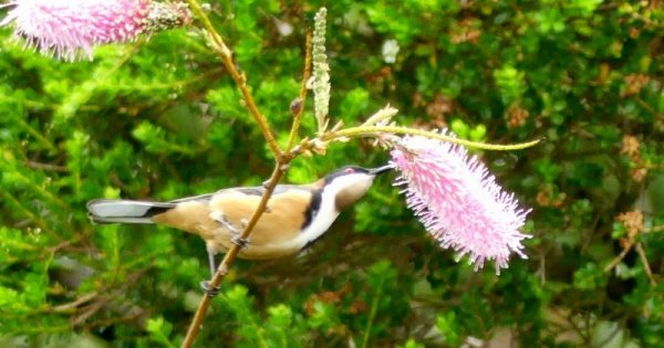 Speedy spinebills sip sweet nectar in Canberra gardens