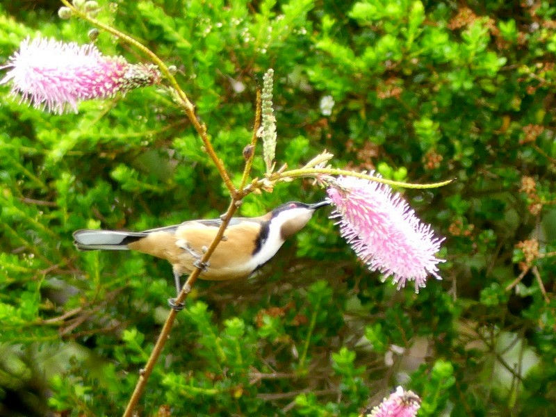 Bird and grevillea flower