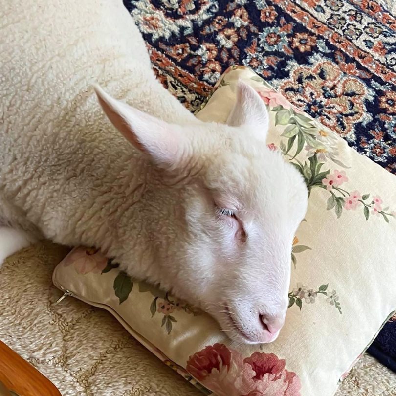 Lamb lying with his head on a pillow.