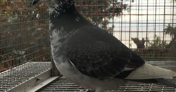 The humble homing pigeon is the fastest racing animal on earth