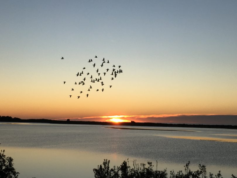 Flock of racing pigeons flying at sunset