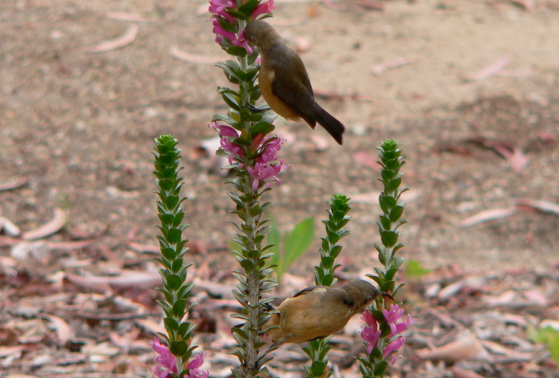 Young spinebill feeding on flowers