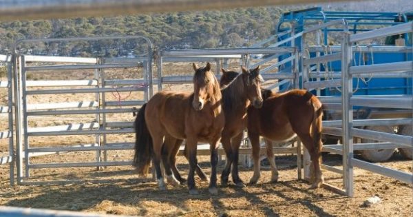 NSW Government 'ignored' post-fire panel advice on wild horses