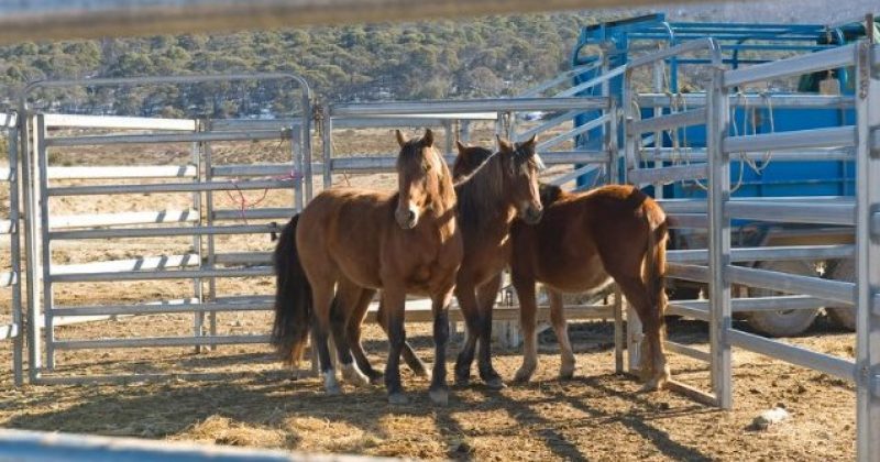 Rules tightened on wild horse rehoming program after slaughterhouse discovery