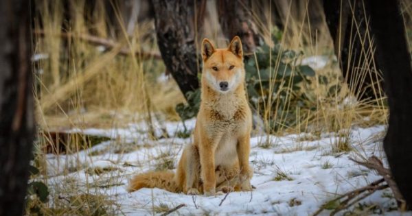 Rare encounter with a dingo in the Kosciuszko wilderness
