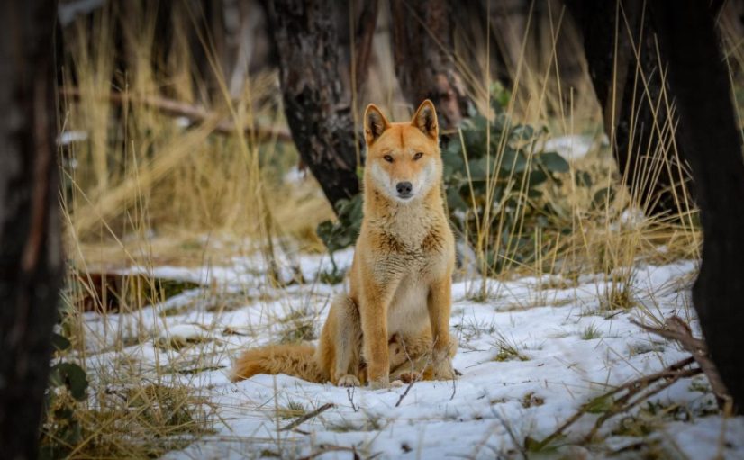 Rare encounter with a dingo in the Kosciuszko wilderness | Riotact