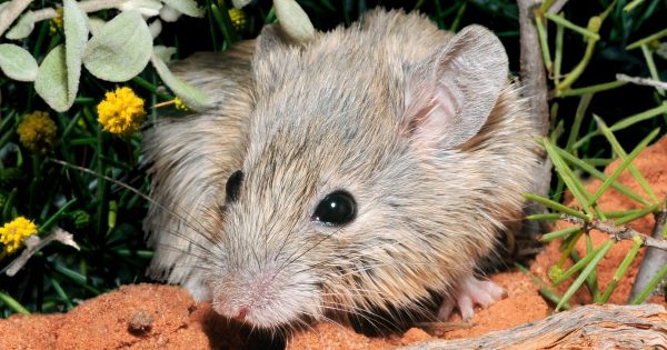 ANU researchers find mainland mouse, thought to be extinct, off WA coast