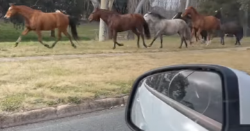 Gate meddler blamed for releasing 21 horses at Kaleen