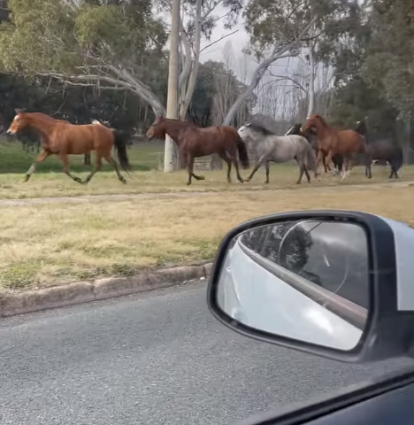 Horses on the loose