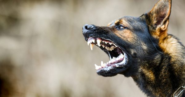 Why you don’t have to cope with the aftermath of a dog attack alone