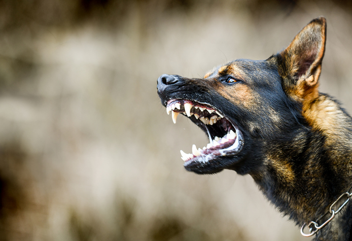 Aggressive German Shepherd dog