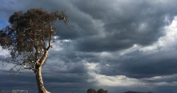 The tragic faraway tree weathered all storms bar one