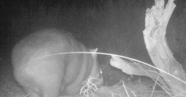 Wombat with joey caught on camera 'fantastic' sign for secret ACT sanctuary