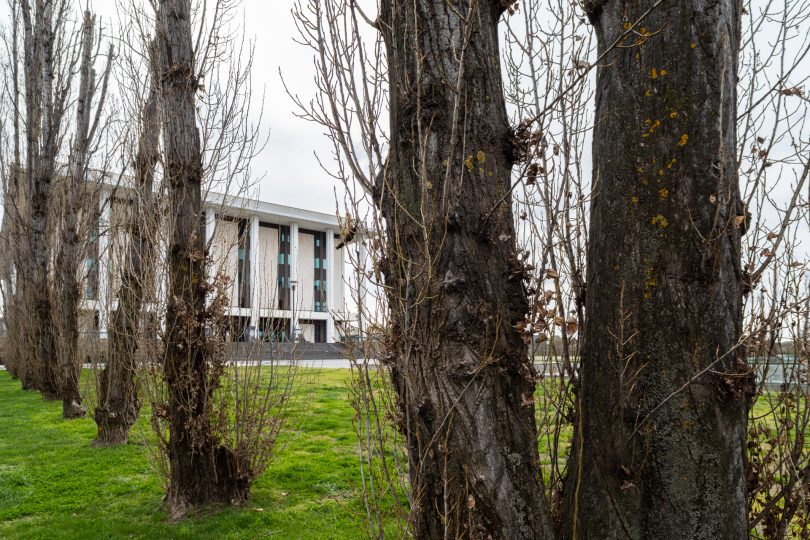 Poplar trees at National Library of Australia.