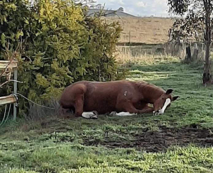 Horse lying in the sun