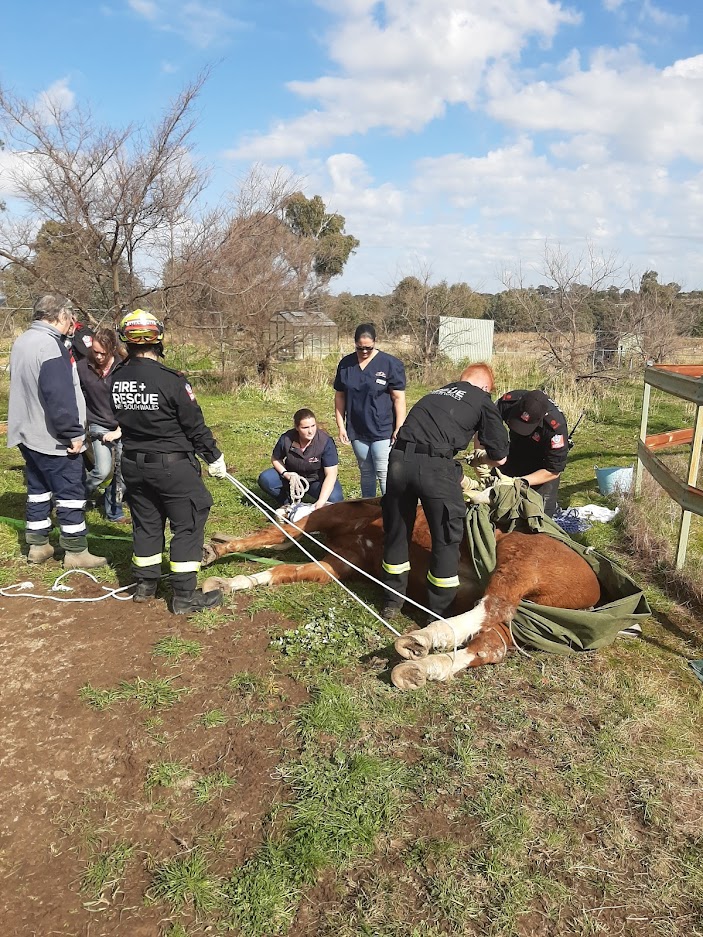 Rescue teams work on horse.