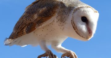 Wind-hovering kestrels, kites and barn owls are also magnificent mousers