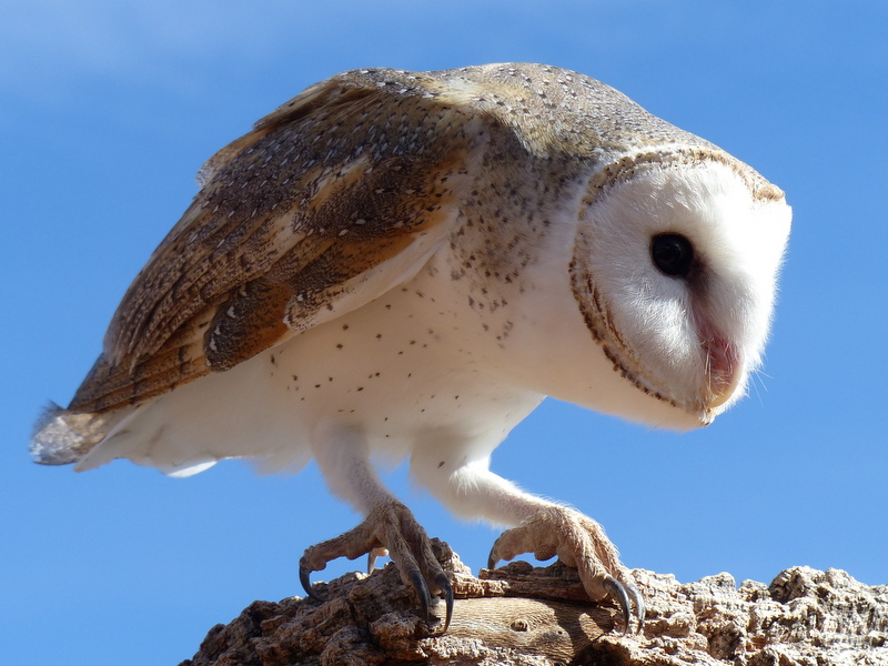 Barn owl