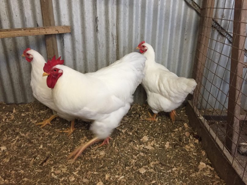 Three chickens in pen