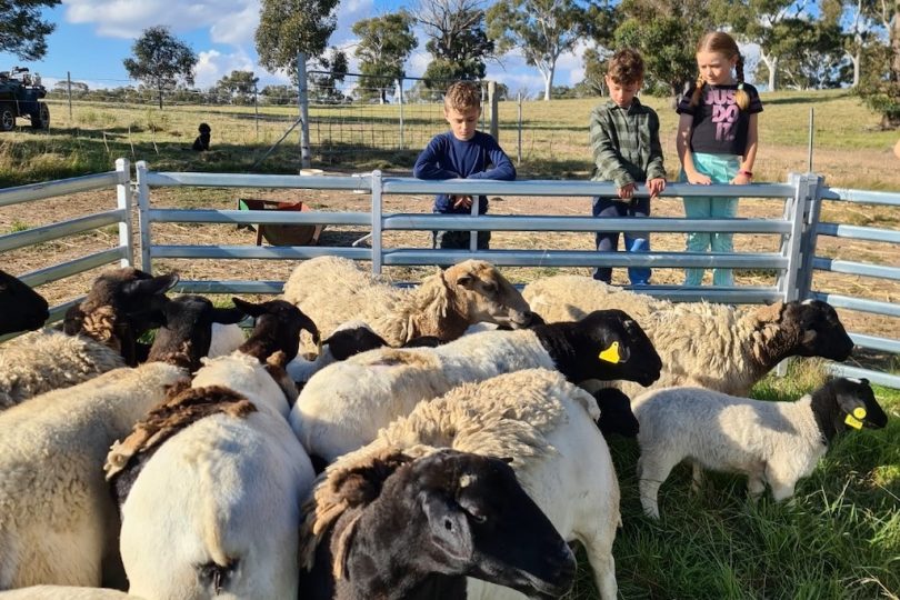 Three children standing on fence looking at sheep